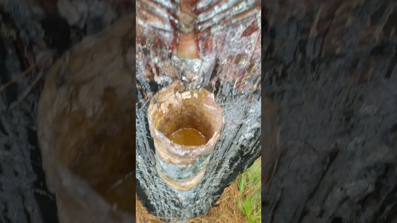 चीड़ से गोंद कैसे निकालें? आसान तरीका 🌲