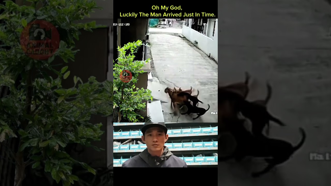 Hero Rescues Goat Surrounded by Wild Dogs 📹