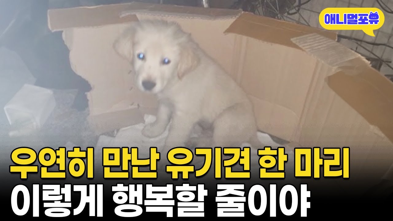 한국에 살게 된 외국인, 버려진 강아지 구한 이야기 🐶
