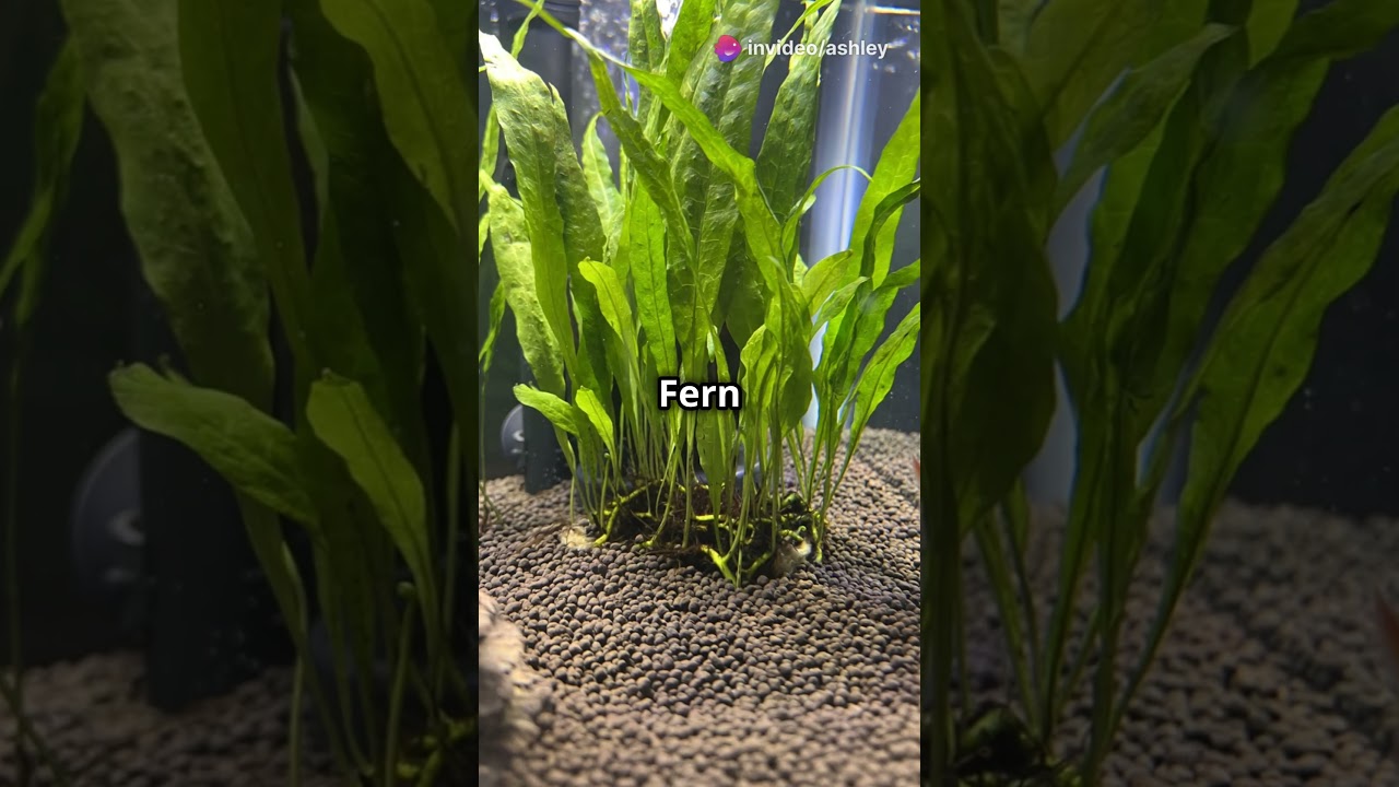 5 Top 5 Easy Plants for a Thriving Beginner Aquarium 🌿