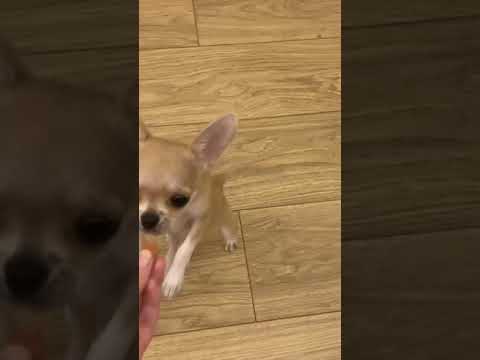 My smart chihuahua training