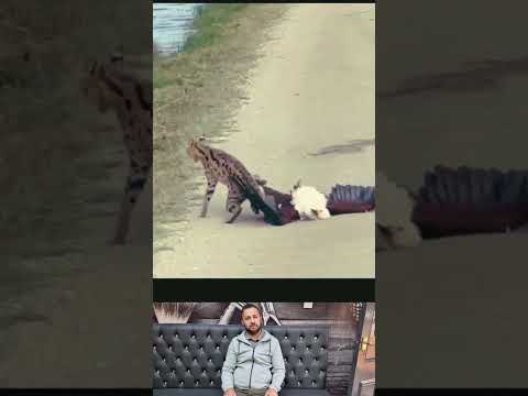 Eagle catches cat