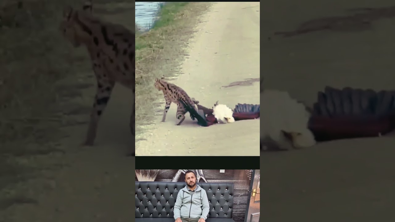 Eagle Snatches Cat in Surprise Attack 🦅