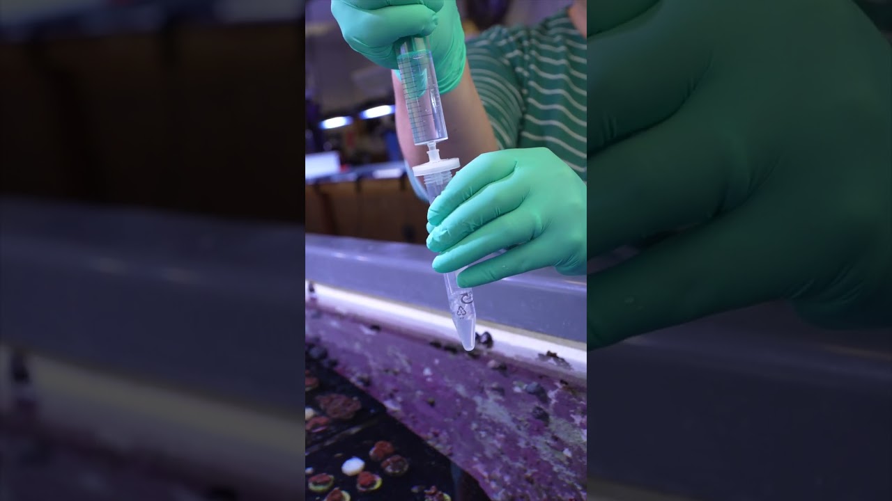 Reef ICP: Wie nehme ich die Wasserprobe richtig?