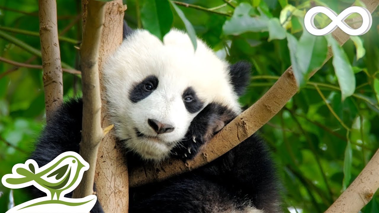 Relaxing Piano & Guitar Music with Birds Chirping 🎶