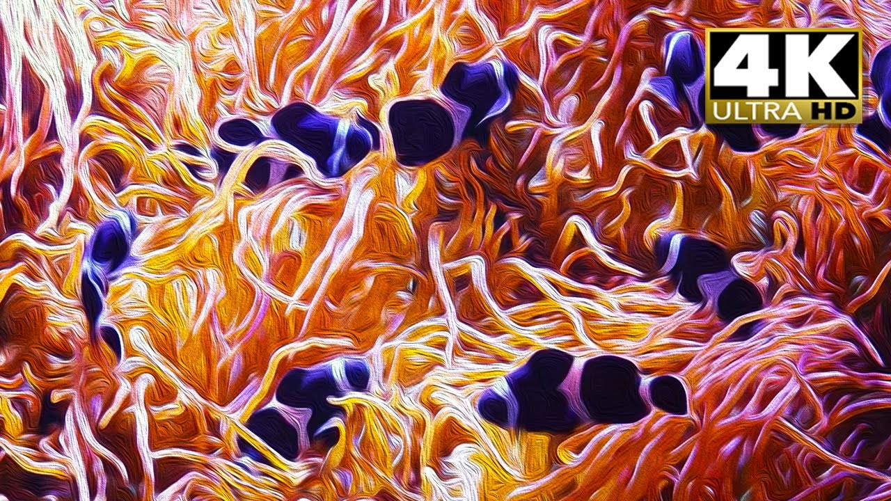 Relaxing 4K Aquarium: Clown Fish & Sea Anemone with Soothing Water Sounds 🌊
