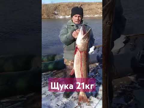 Самая крупная ЩУКА #рекомендации #fishing #рыбалка