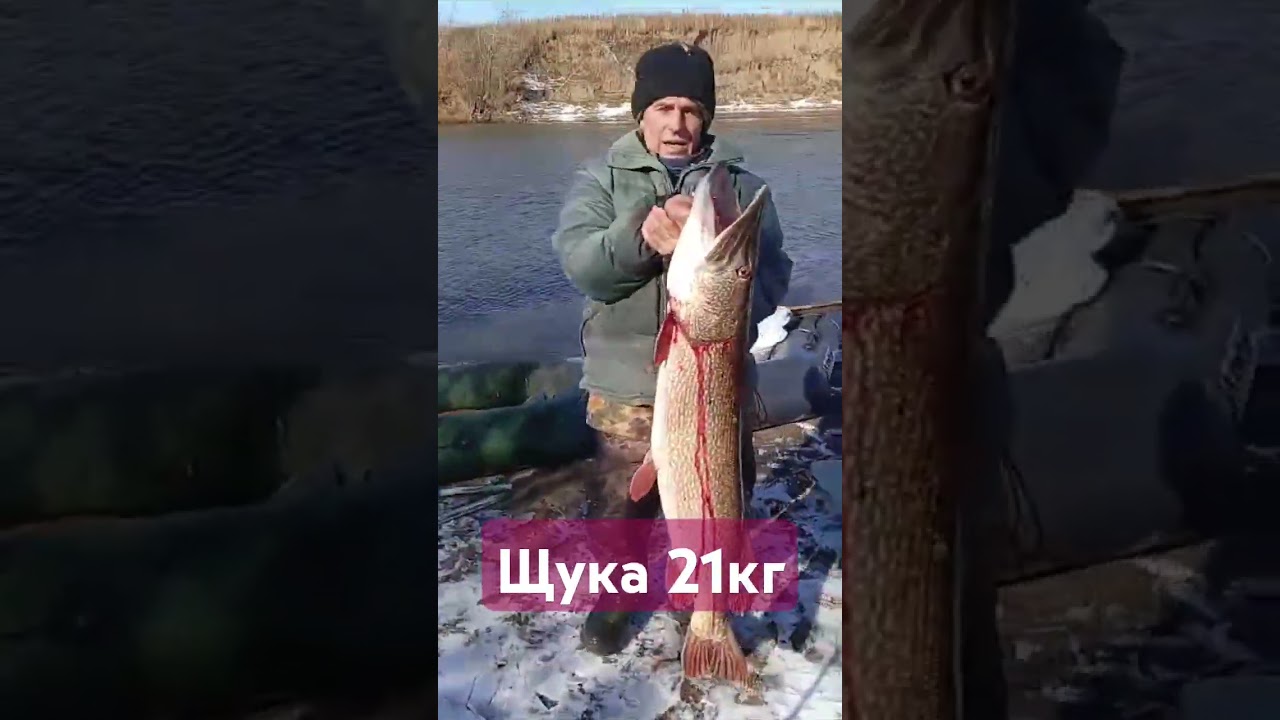 Самая крупная щука: секреты успешной рыбалки 🎣