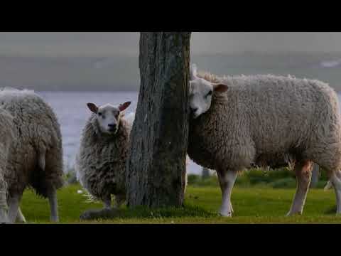 Wild Animal Fight Compilation 🦁🐯🐱🐶