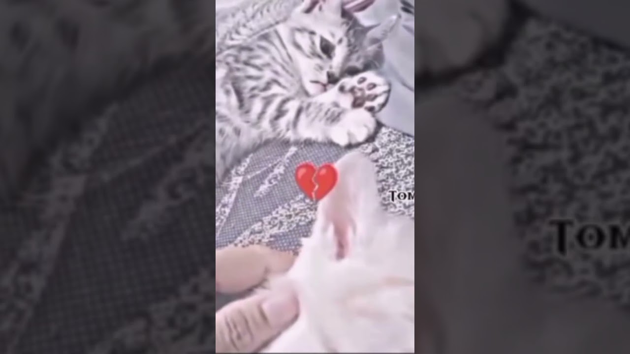 Очень грустно 😿 Жалко котика