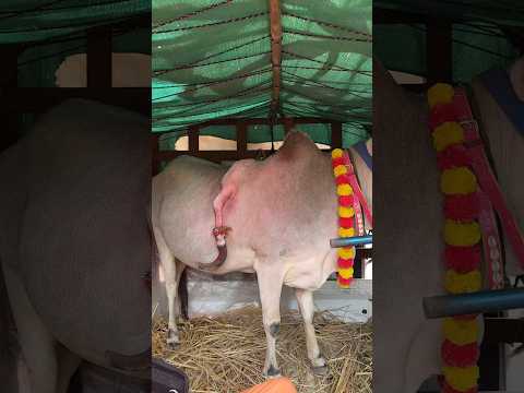 Har har mahadev ❤️ #mahadev #bholenath #shorts #trending #ketul