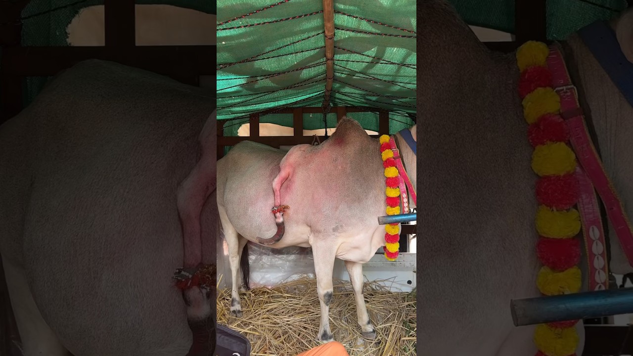 Har Har Mahadev! 🙏 Celebrate Lord Shiva's Blessings