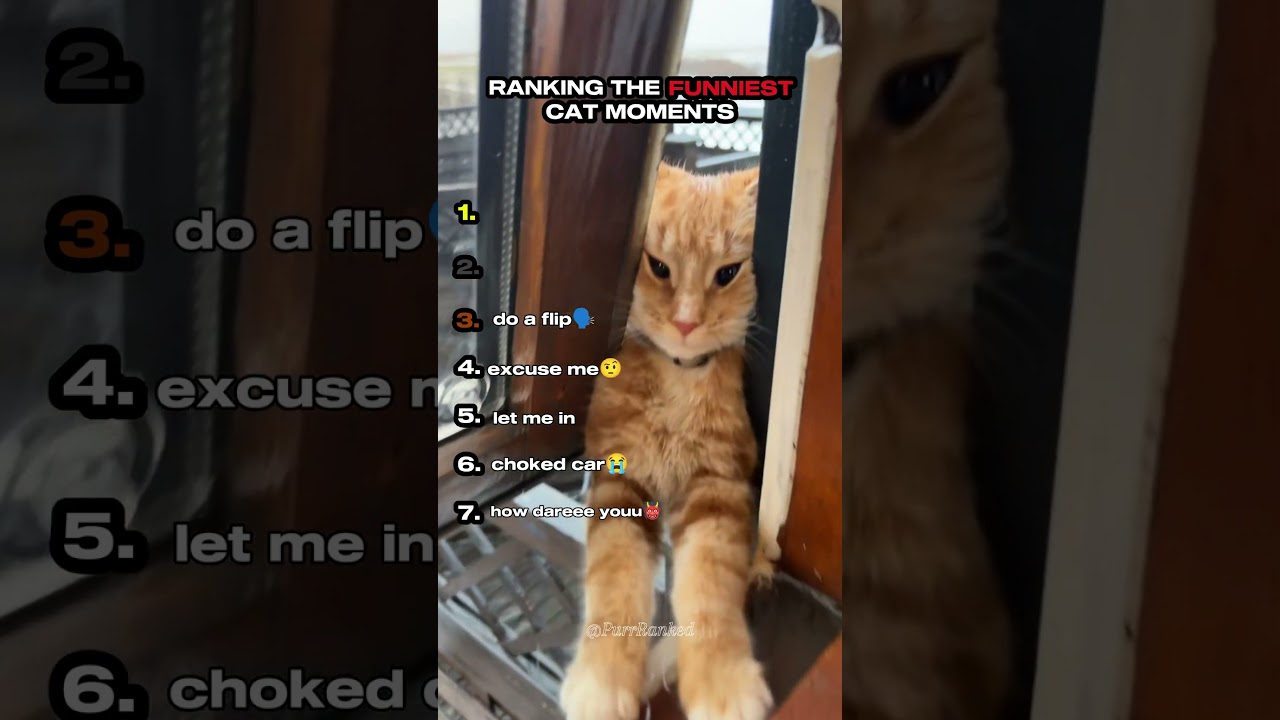 Top 7 Funniest Cat Moments Part 3 😹