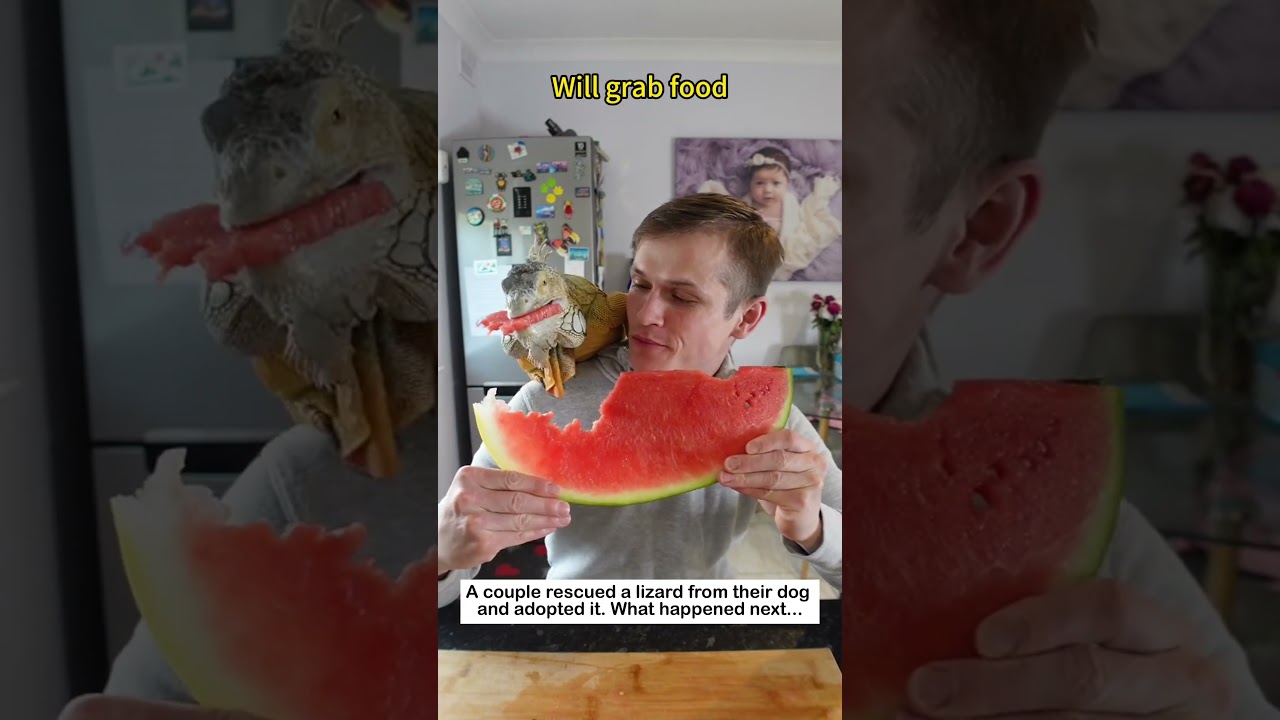 Couple Rescues and Adopts Lizard 🦎