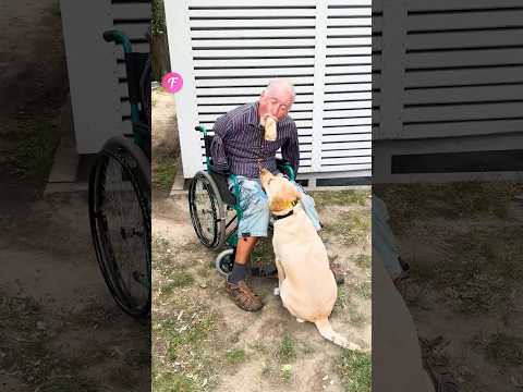 Dog 🐶 Helps Disabled Man and Inspires a Stranger’s Generous Act #kindness #shorts
