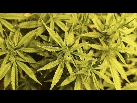 Canopy Growth CEO Bruce Linton on shares plunging after earnings report