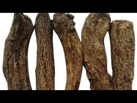 Difference and benefits between qust al bahri & qust al hindi قسط الهندي