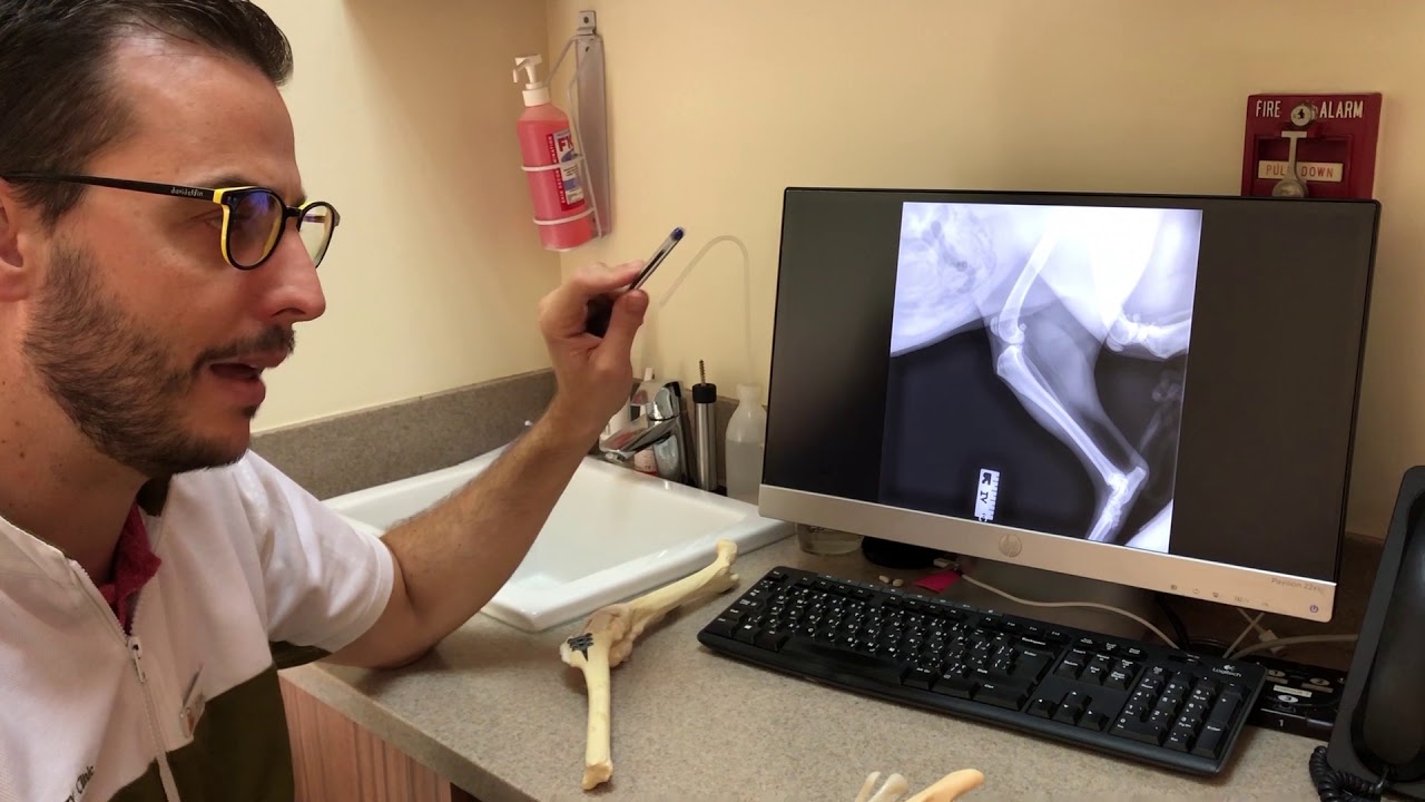 The TTA technique to repair those tricky knees and ligaments