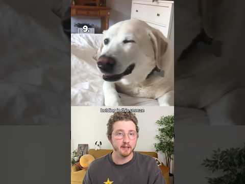 Top 10 Dog Sneezes