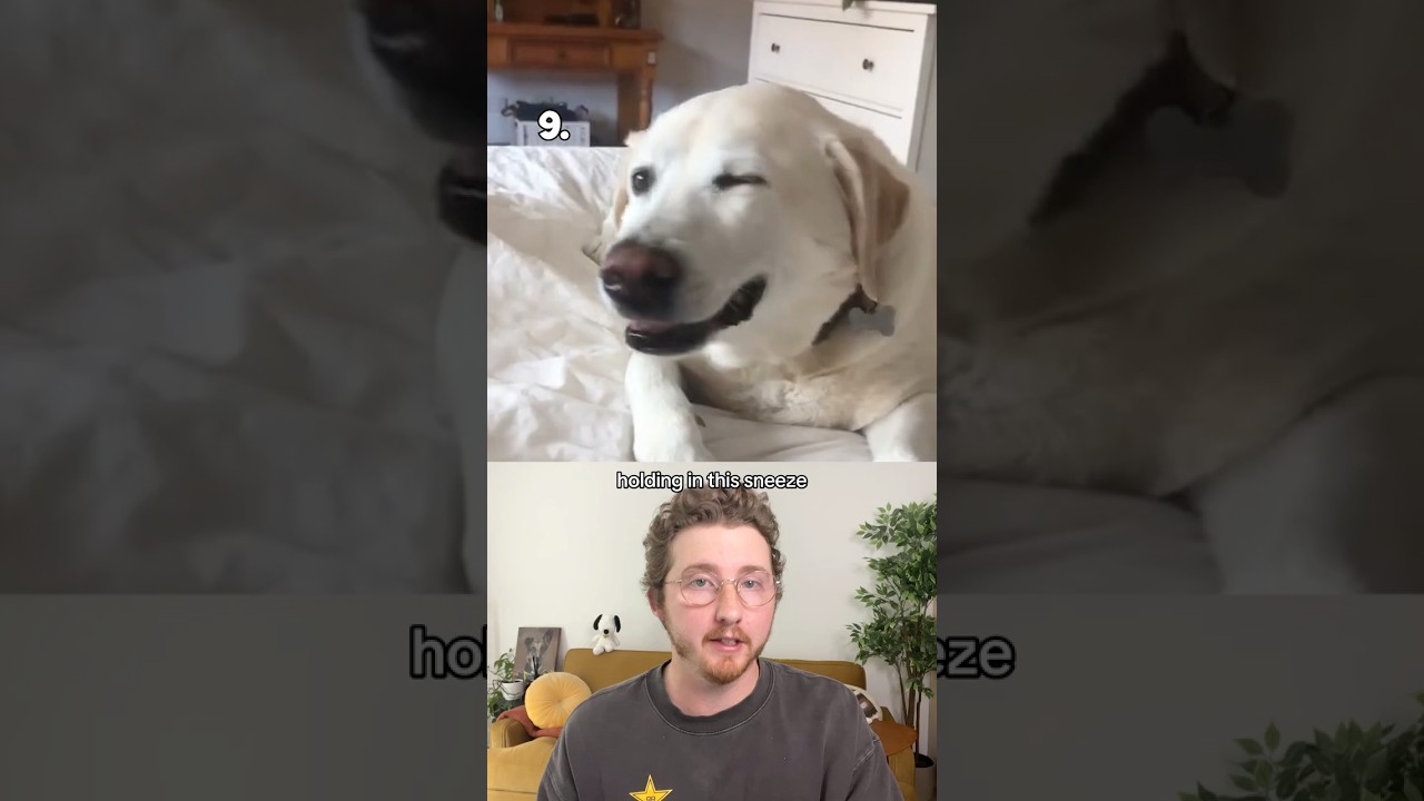 Top 10 Dog Sneezes 🐶