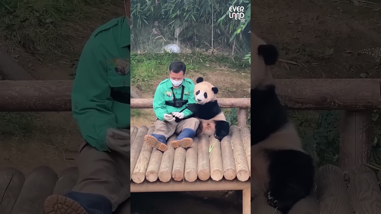 Adorable Baby Panda's Heartwarming Love for Humans 🐼