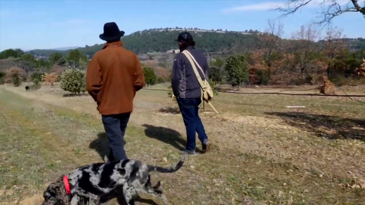 Entdecken Sie die Magie der Trüffelsuche mit Maison Brémond 1830 🍄