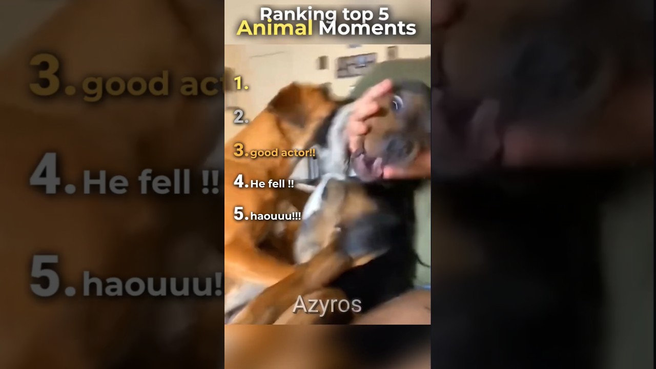 "Top 5 Funny Animal Moments 🐶😂 #funny #animals"
