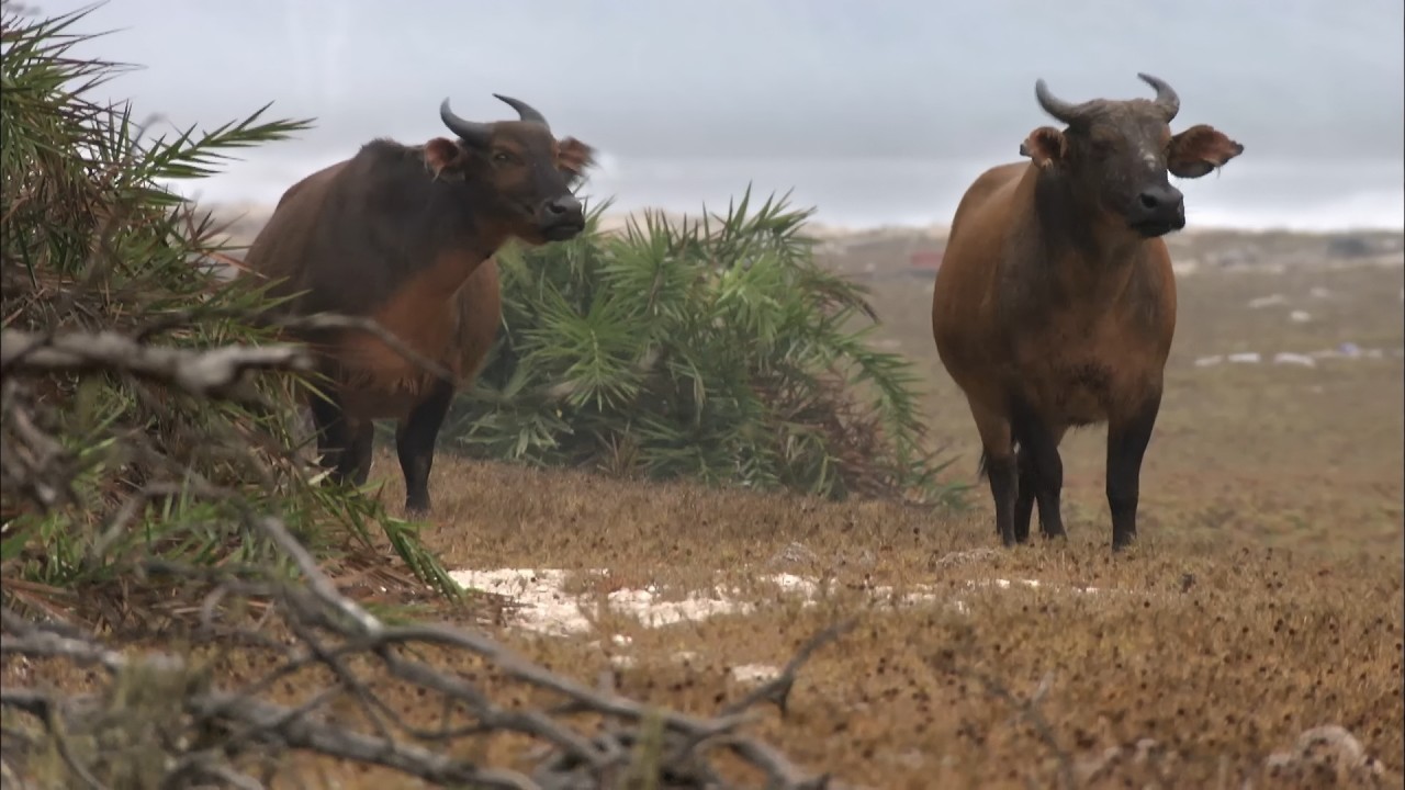 Gabon: Exploring the Unique Biodiversity of Loango National Park