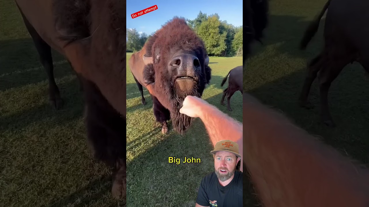 Avoid These Animals to Prevent Bites 🐾