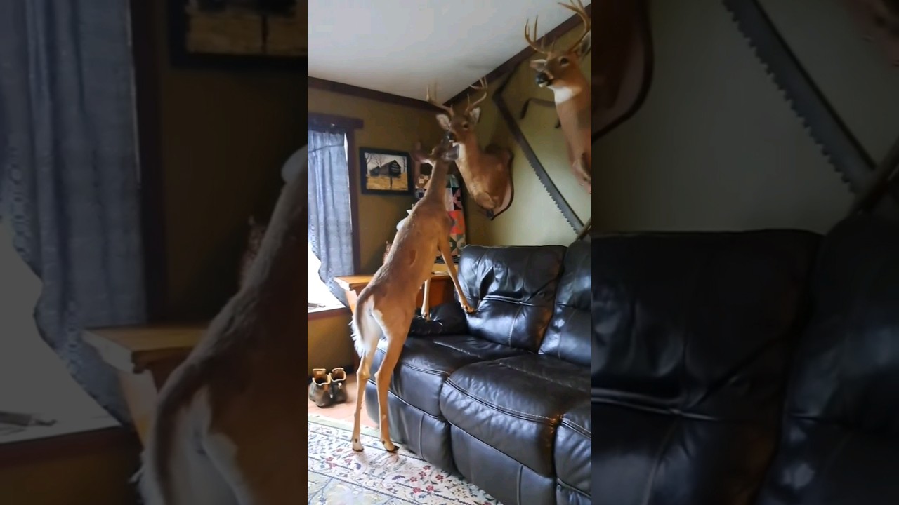 Catch'n Deers 🦌 #hunting #deer