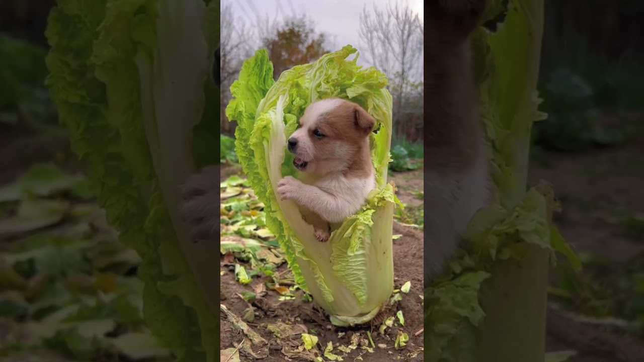 귀여운 강아지의 먹방 😍