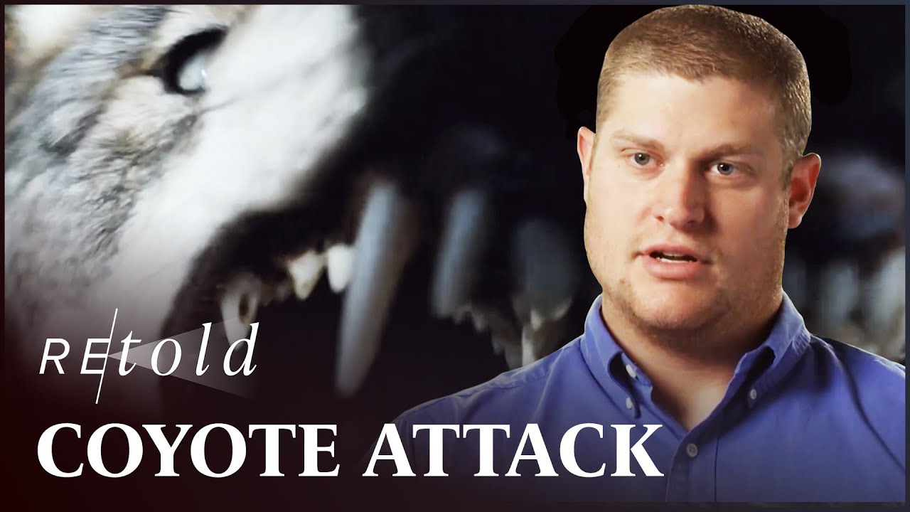 Young Hunter Survives Coyote Pack Attack 🐺