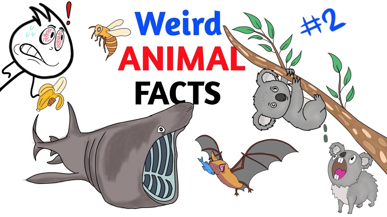 Weird Animal Facts You Never Knew - Part 2