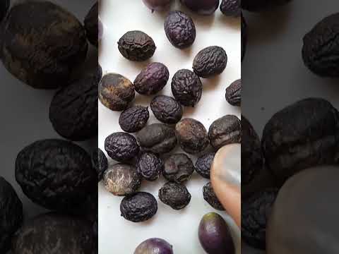 कड़ी पत्ता बीज से उगाएं, कभी फेल नहीं होगा | How to Grow Curry Leaves from Seeds #shortsvideos