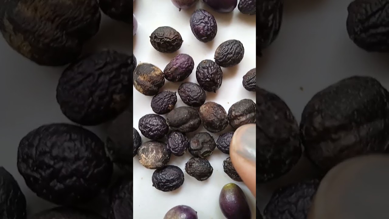 कड़ी पत्ता बीज से आसानी से उगाएं | सफलतापूर्वक घर पर करें खेती 🌿