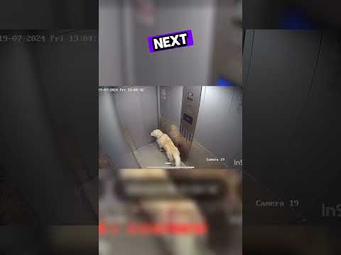 dog gets lost during elevator ride #shorts