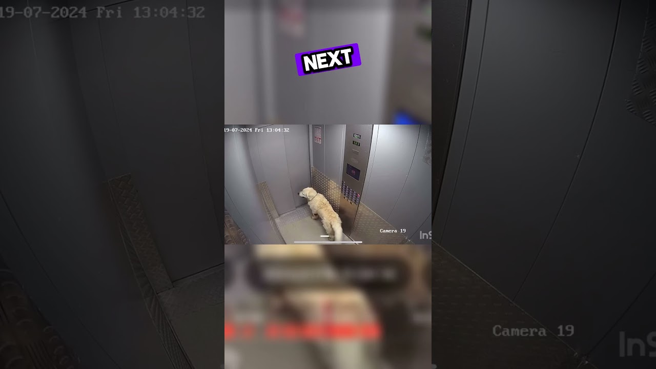 Heartwarming Rescue: Dog Gets Lost During Elevator Ride 🐶 #Shorts