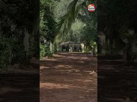 ಮರಿಯಾನೆ ರಕ್ಷಿಸಲು ಆನೆಗಳ ಹರಸಾಹಸ I ಚಿಕ್ಕಮಗಳೂರು I Elephant