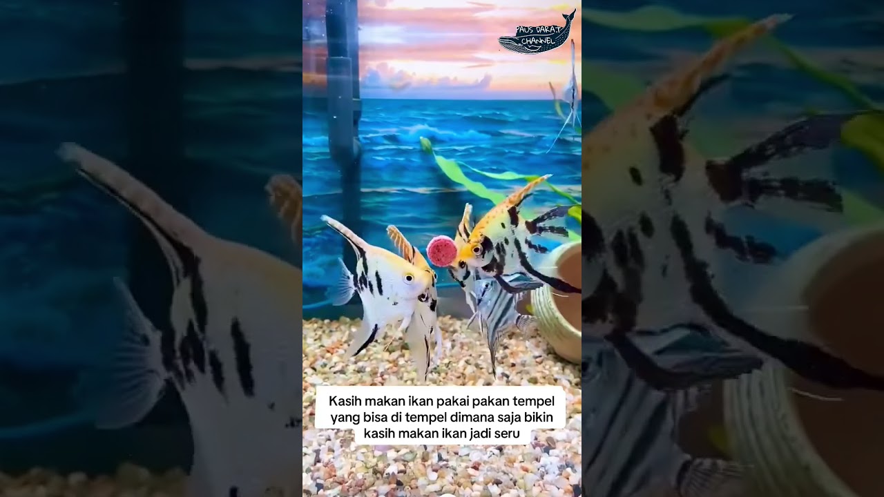Pakan Tempel untuk Ikan Hias 🐟
