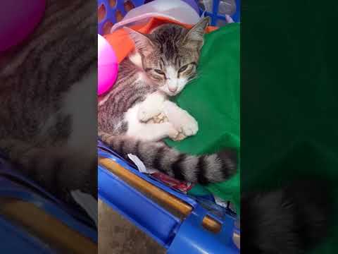 Kucing terselip di tumpukan barang #Animal #Cat #Sleep #Hewan #Sembunyi #vidiolucu