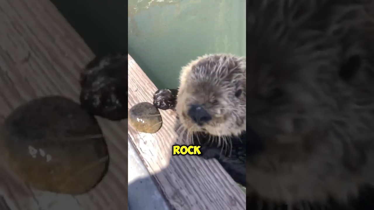 Otter Returns Man's Favorite Rock ❤️