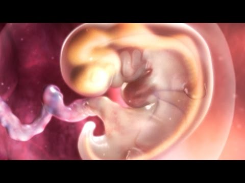 Pregnancy Weeks 1-9: Baby’s Early Growth