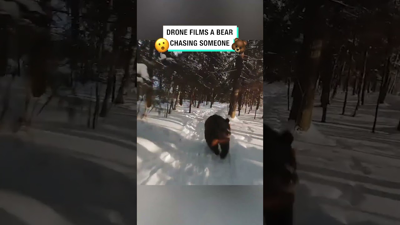 Drone Captures Bear Chase Footage 🐻