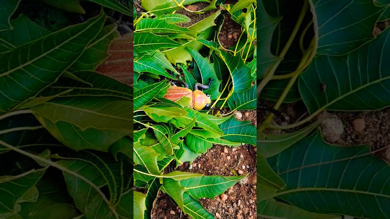 Eclairs & Candy: Jelly, Lollipop & More π¬