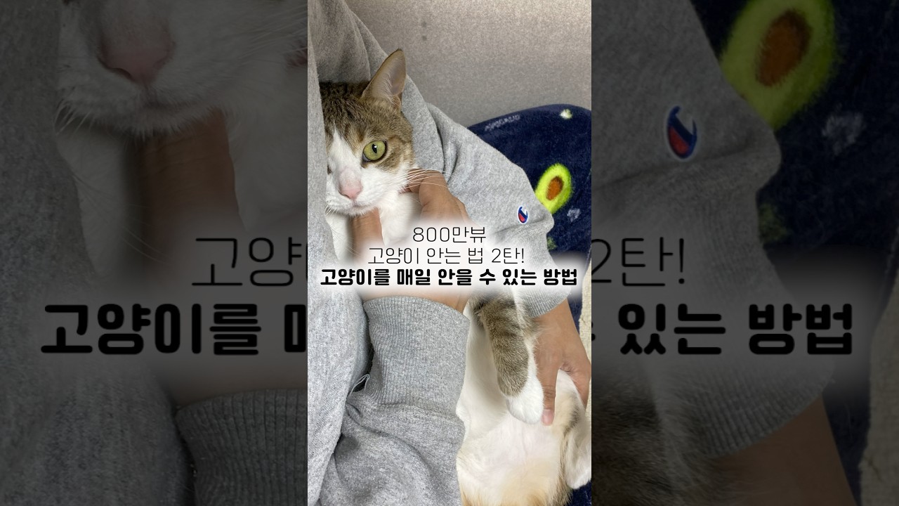 앞으로 고양이 안아주는 방법 🐱