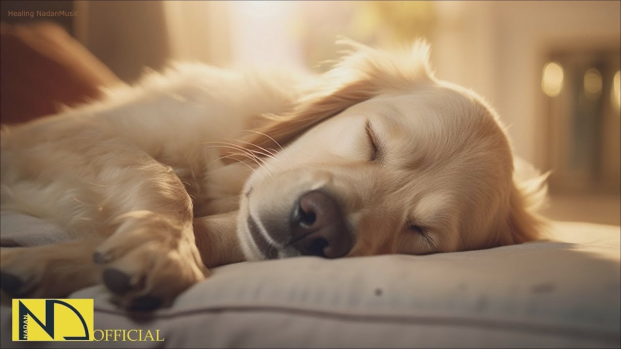 20H Dog Calming Music for Stress & Anxiety 🎶