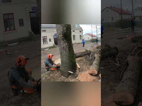 Tree Cutting FAILS