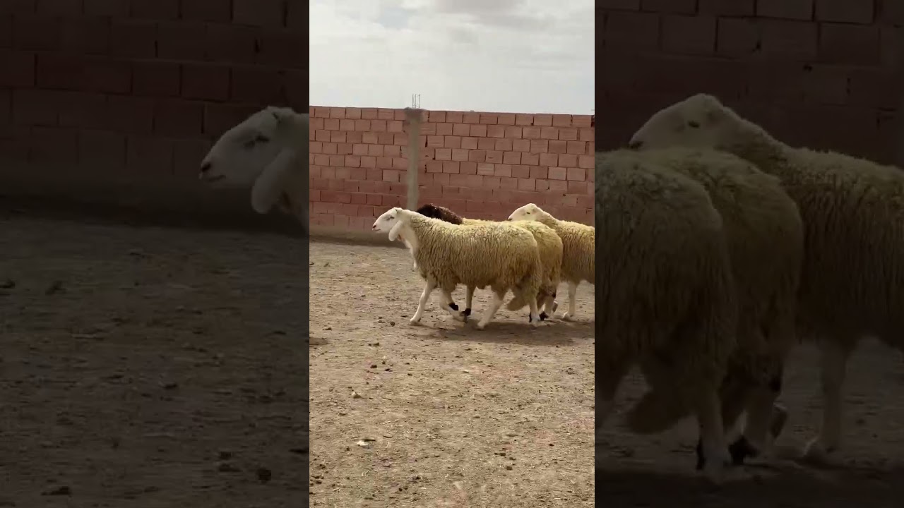 أفضل كبش عيد من سلالة أولاد جلال الجزائري الأصيل 🐐