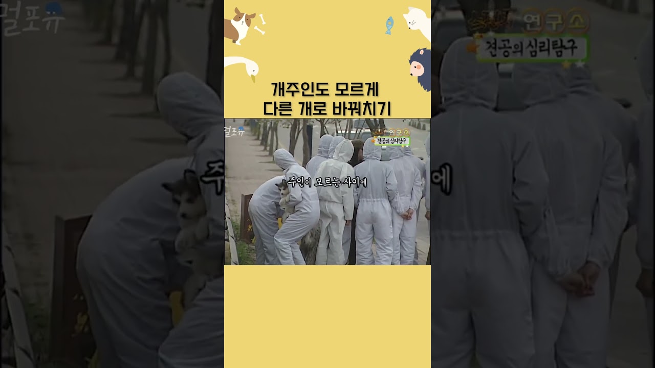 개 바꿔치기 후 주인 반응 😂 #shorts