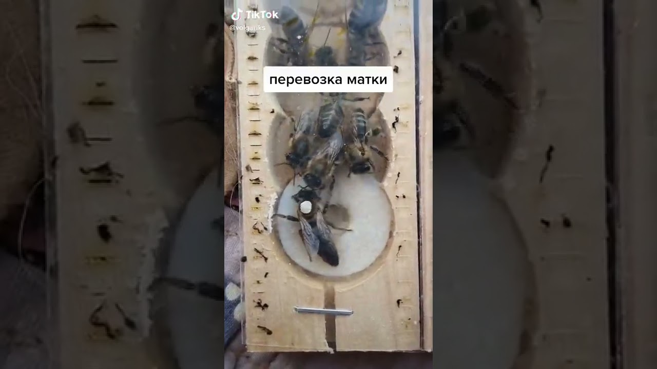 Asal Ari: Madu Asli dan Manfaatnya 🍯